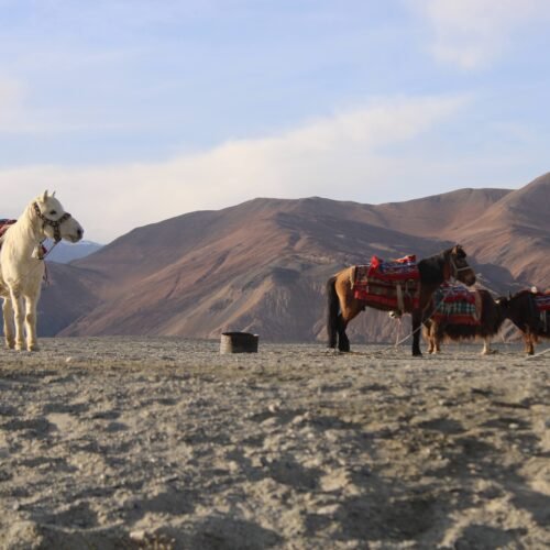 Nubra & Turtuk Circuit SUV Trip